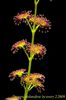 Drosera_stolonifera planta carnivora
