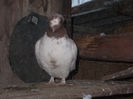Picture 012