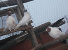 Picture 013