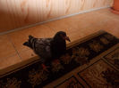 Picture 030