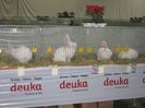 Ried 2013_ 281