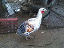Curci