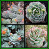 390651_130105203105_Echeveria_derenbergii_Thumb1