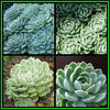 390651_130105203105_Echeveria_elegans_Thumb1