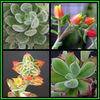 390651_130105203346_Echeveria_pulvinata_Thumb1