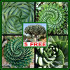 390651_130108095737_Aloe_polyphylla_ _Draceana_draco_Free