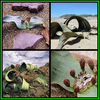 390651_130121023707_Welwitschia_mirabilis_Thumb2