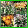 390651_130202021745_Ferocactus_horridus_Thumb