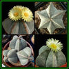 390651_130420184922_Astrophytum_myriostigma_Thumb