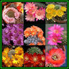 390651_130421150919_Rebutia_Mixed_Species_Thumb