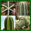 390651_130424094538_Pachycereus_marginatus_Thumb