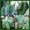 390651_130426095837_Myrtillocactus_geometrizans_Thumb