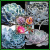 390651_130521112149_Echeveria_shaviana_Thumb1a