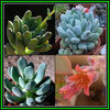 390651_131012130741_Pachyphytum_clavifolia_Thumb