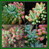 390651_131013191004_Sedum_pachyphyllum_Seeds_Thumb