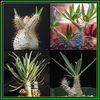 390651_131105072755_Pachypodium_rosulatum_gracilis_Thumb
