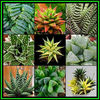 390651_131209225042_Haworthia_Mixed_Species_Thumb