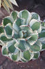 agave-desert-diamond2_i-9457_s-62779_r-01