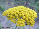 achillea_cloth-of-gold
