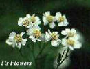 achillea_ptarmica