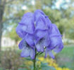 aconitum