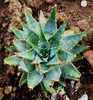 aloe pratensis