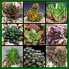 Anacampseros_Mixed_Thumb