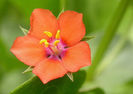 Anagallis_arvensis_2