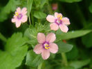 anagallis_arvensis_var_carnea_flowers_03-08-04_1