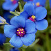 anagallis_monelli_cl