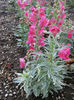Antirrhinum_