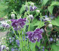 aquilegia_christa_barlow2