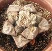 ariocarpus