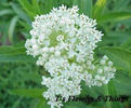 asclepias_ice_ballet