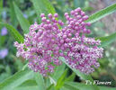 asclepias_rose