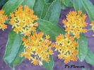 asclepias_tuberosa