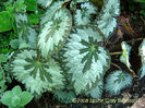 begonia silver queen