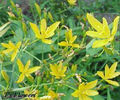 belamcanda_yellow