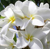 best-plumeria-karen-nicholson