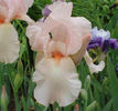 beverly_sills