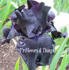 black_suited