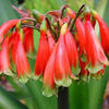 clivia caulescens.
