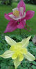 columbine_mckana_mix1