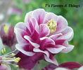 columbine_winkie_double5