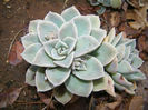 echeveria elegants plant.