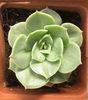 echeveria funky