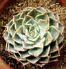 echeveria halbingeri miniature.