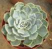 echeveria imbricata .
