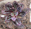 echeveria nodulosa