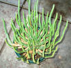 euphorbia big plant.